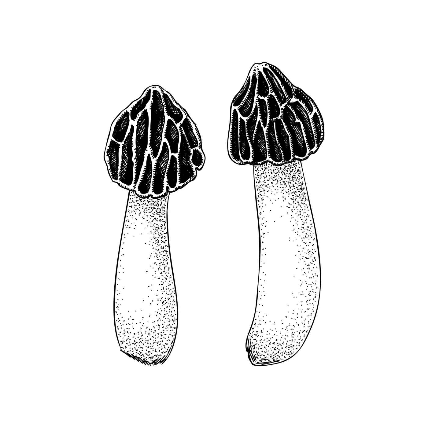 Half-free morel mushroom sketch. Edible fungus illustration. Fungal protein, mycoprotein source. Morchella mushroom drawing isolated on white. Healthy food, plant-based meat substitutes design element Illustration